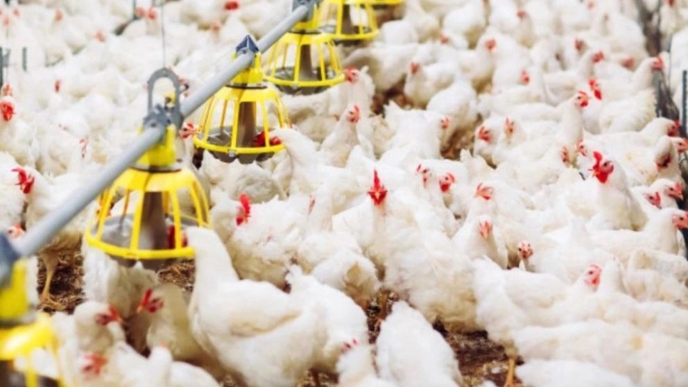Familiarity with molasses and its benefits for livestock and poultry