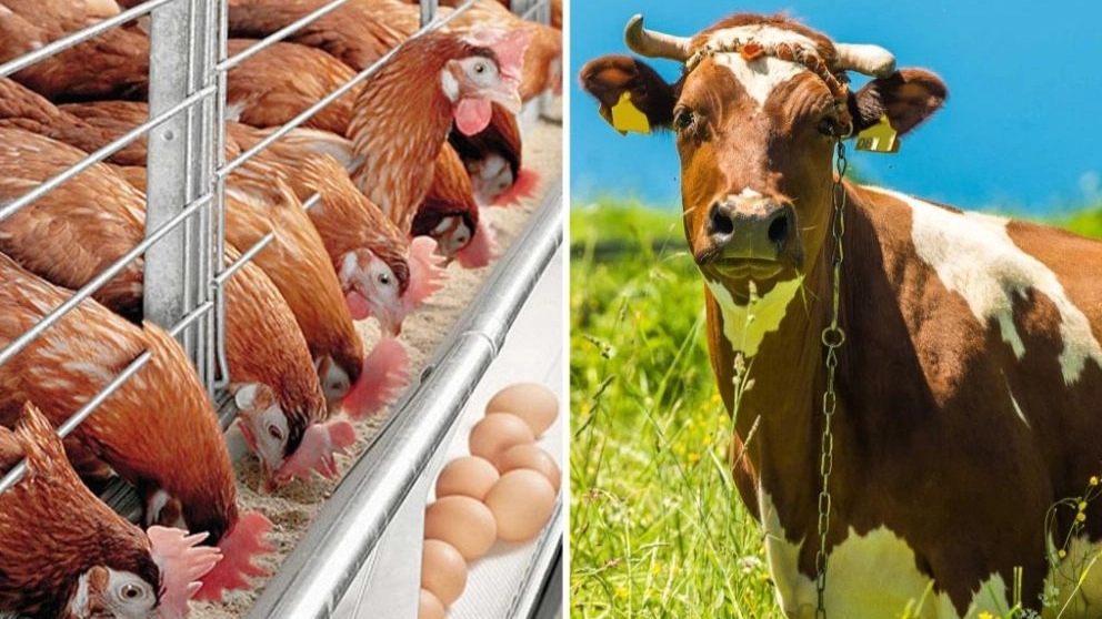 Hayvancılık ve kümes hayvanı yemi türünü ve miktarını seçmenin temeli